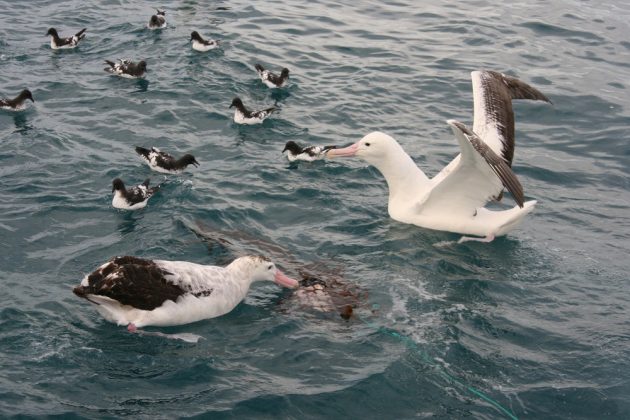 royal albatross