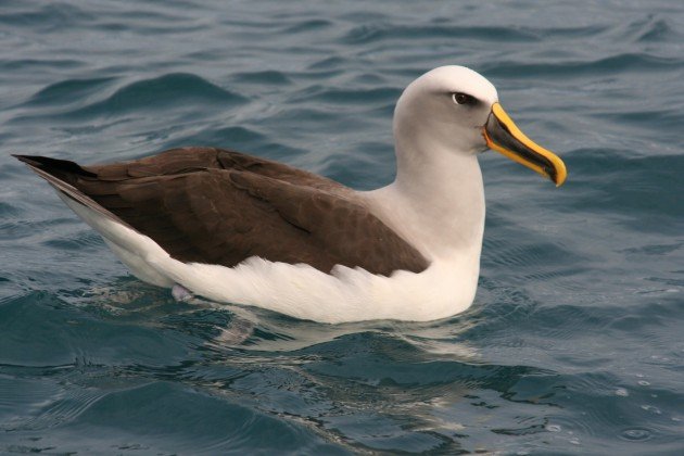 Buller's Albatross