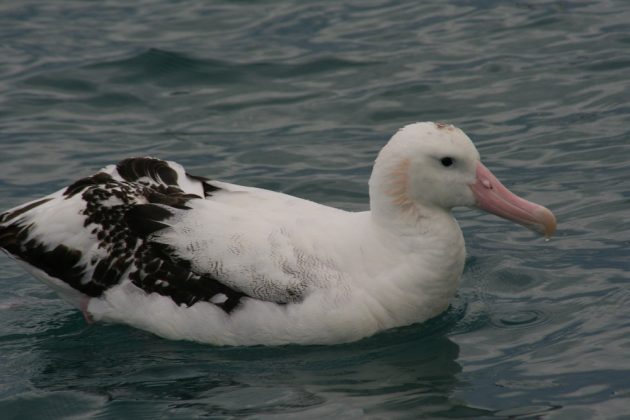antipodean albatross