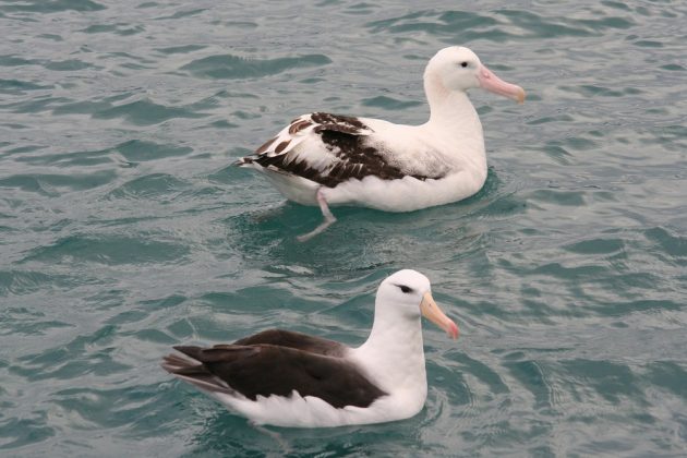 antipodean and black browed albatross