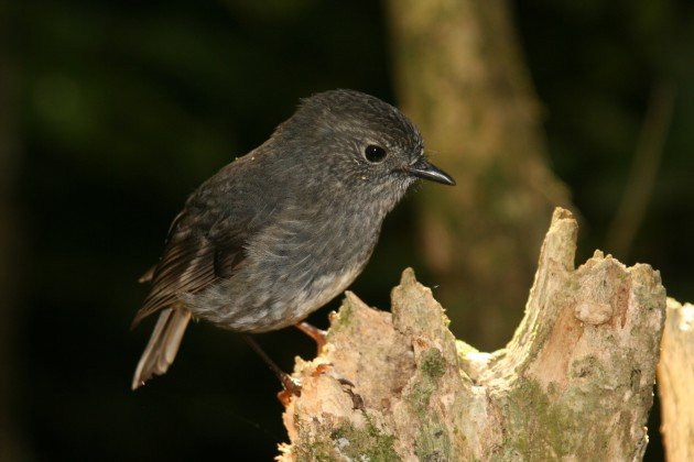 Robin counting cache