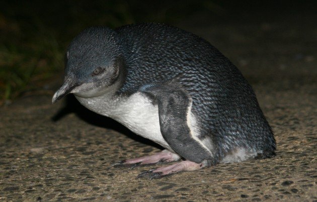 Blue Penguin