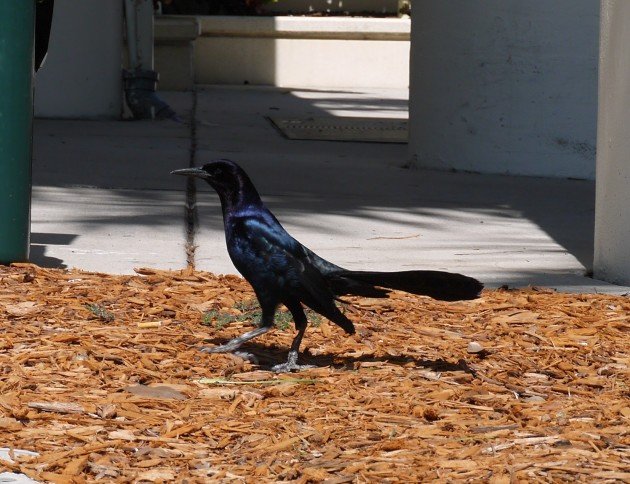 Boat-tailed Grackle