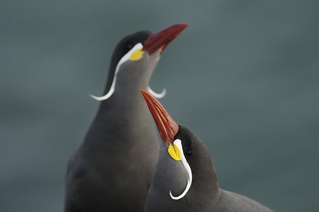 1-Inca Tern