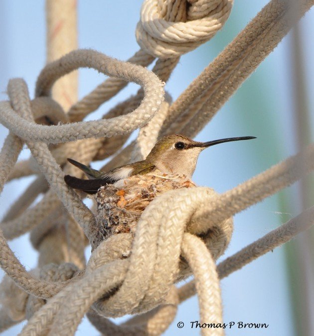 1 Osprey Hummingbird