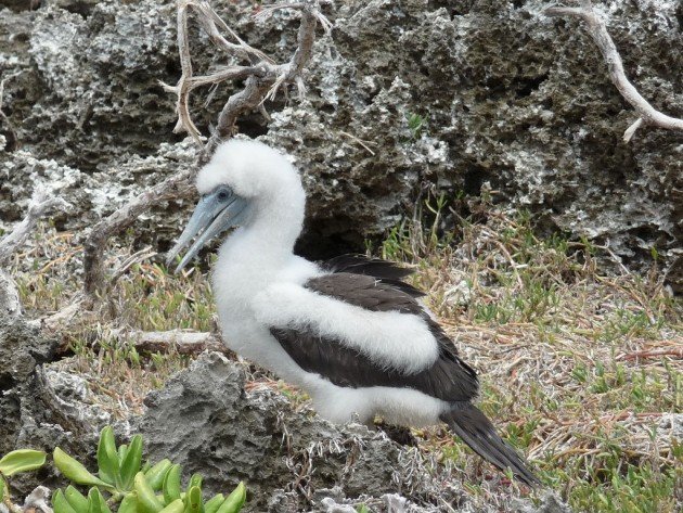 1024px-Abbotts_Booby_(Papasula_abbotti)