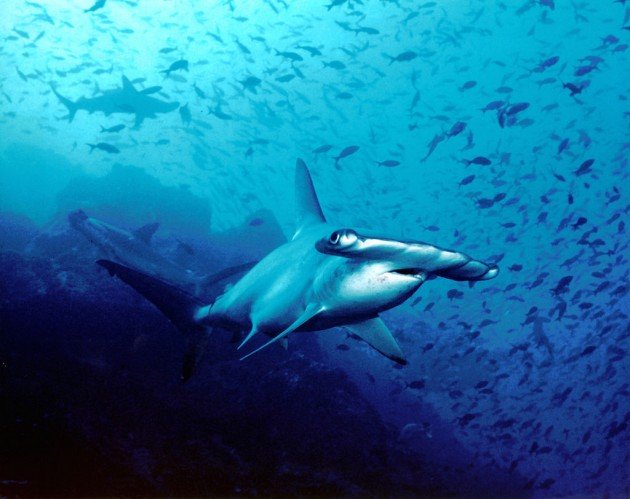 1024px-Hammerhead_shark,_Cocos_Island,_Costa_Rica