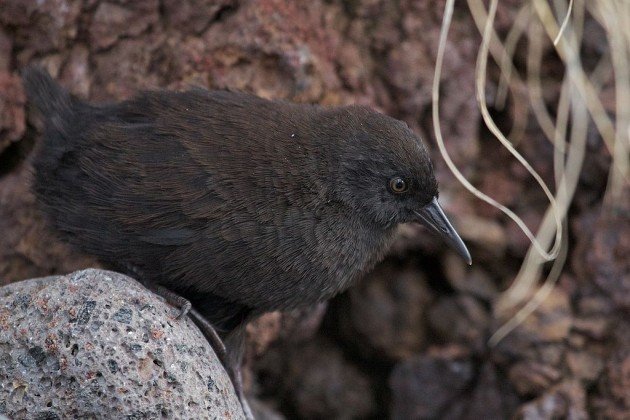 1024px-Inaccessible_Island_Rail_(Atlantisia_rogersi)