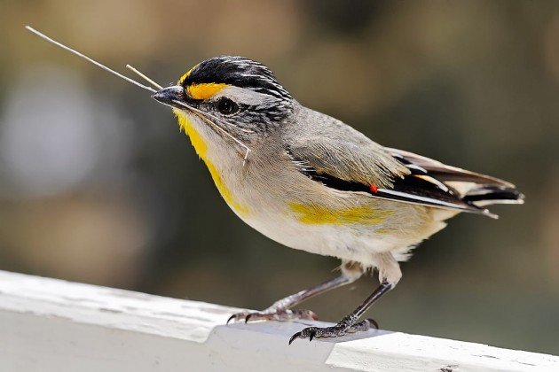 1024px-Pardalotus_with_nesting_material