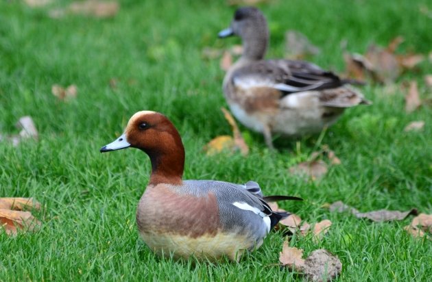 Eurasian Wigeon