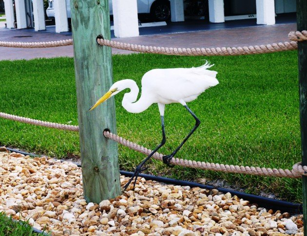 Great Egret