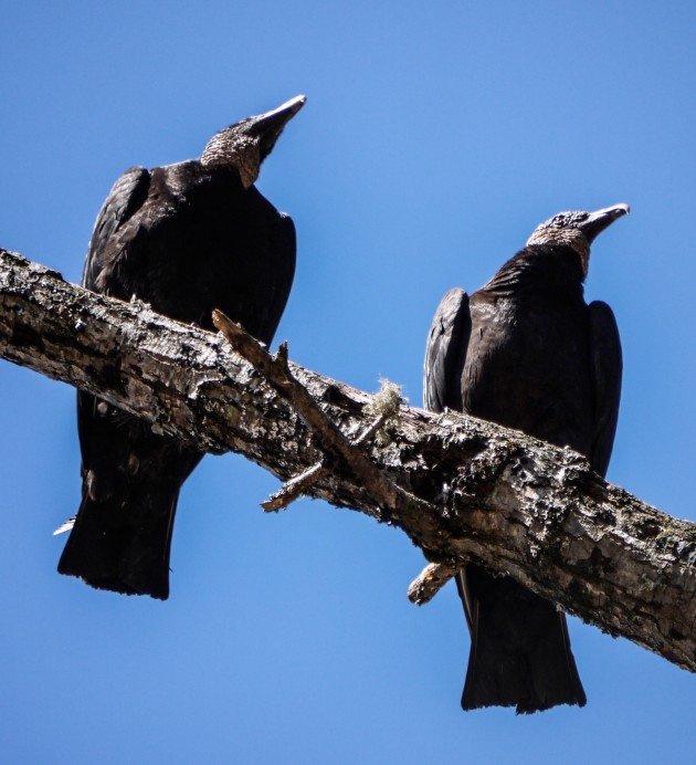 black vulture, birding, fishing, pisgah, forest, north carolina