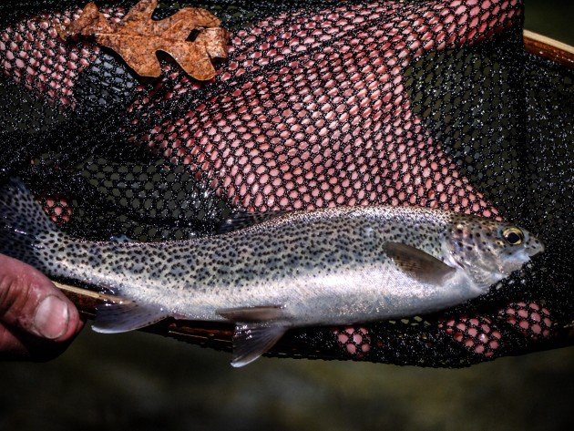 fish, fly-fishing, pisgah, forest, north carolina