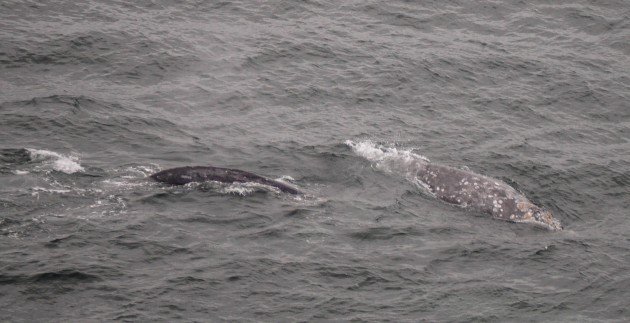 gray whales, point reyes, california