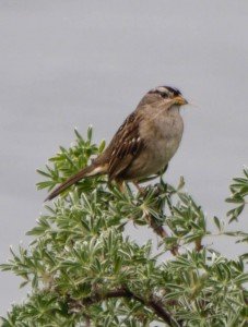 sparrow, point reyes, california