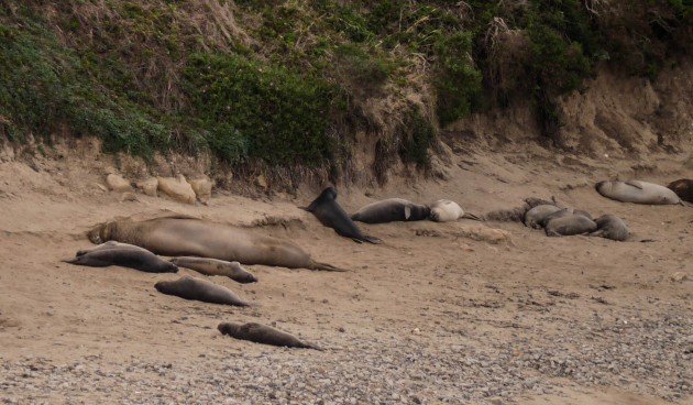 seal, point reyes, california