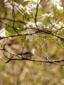 birding, north carolina