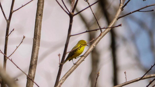 birding, warbler, north carolina