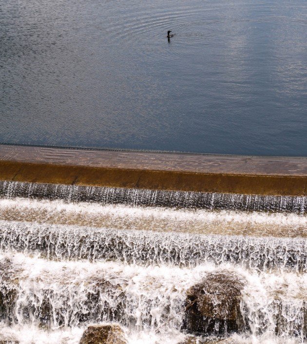 birding, new york, dam