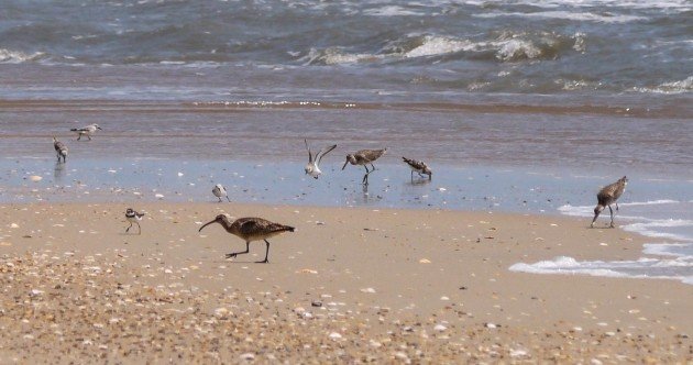 shorebirds, outer banks, birding