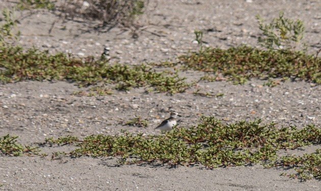 plover, birding, south carolina