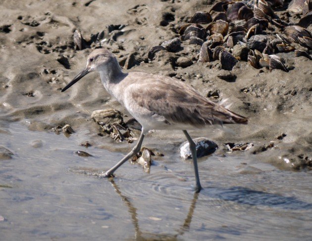 willet, birding, bird, south carolina