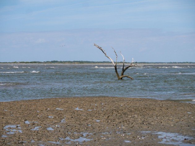 beach, folly, charleston