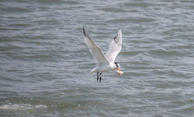 tern, birding, charleston