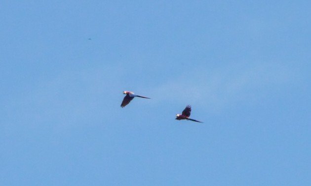 belize, scarlet macaw