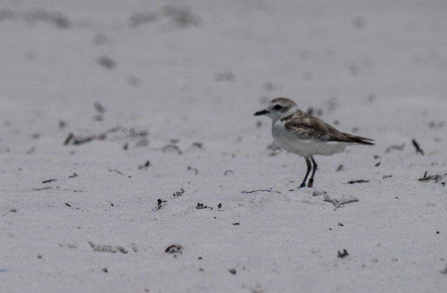 snowy plover