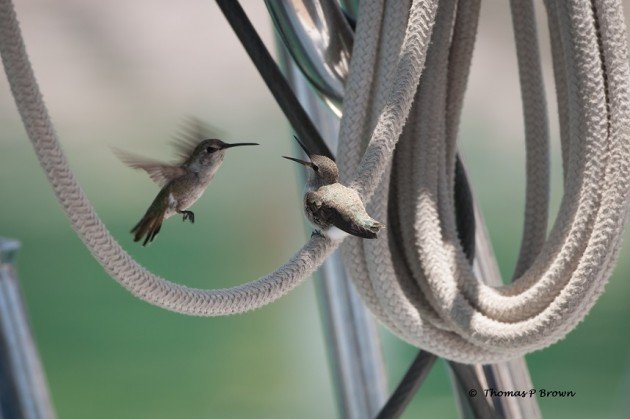 Nesting hummers