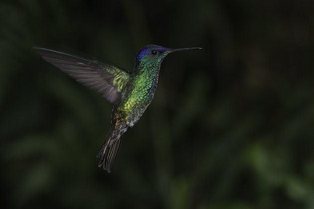 2-golden-tailed sapphire