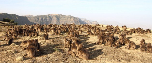 Geladas spend the fist few hours of the morning grooming and socializing at the edge of their cliffs. Photo by Adam Riley