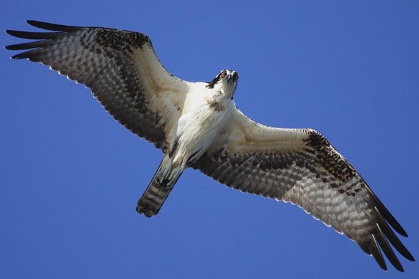 A Seahawk flies out of the tunnel before the Seattle Seahawks NFL