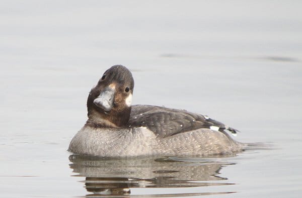 hen bufflehead