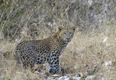 2007-kabini-leopard