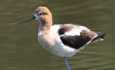 American Avocet