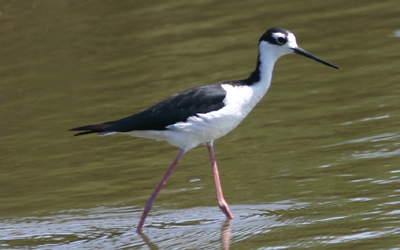 Black-necked Stilt