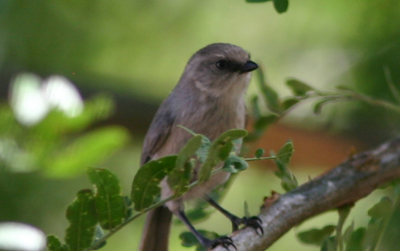 Bushtit