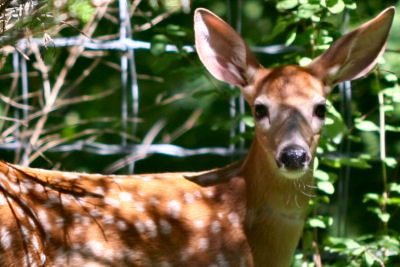 No, my name isn't Bambi!