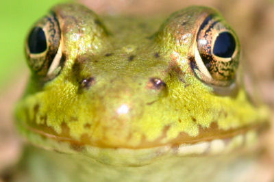 Green Frog Head-on