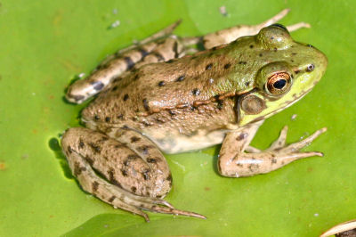 Green Frog