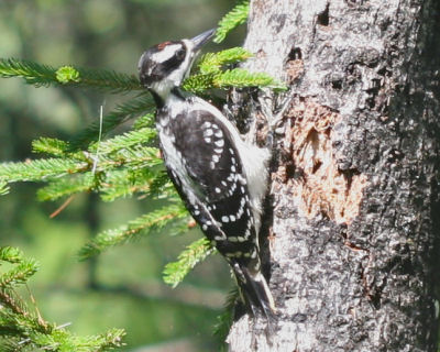 Hairy Woodpecker