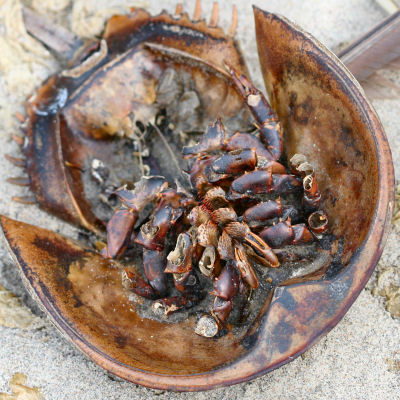 dead Horseshoe Crab