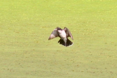 Kingbird hover