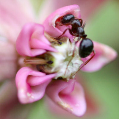 ant on milkweed