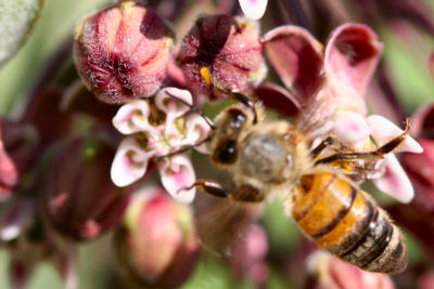 honeybee on milkweed