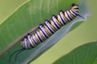 monarch caterpillar