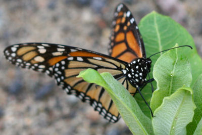 monarch on milkweed