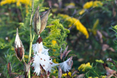 open milkweed pods